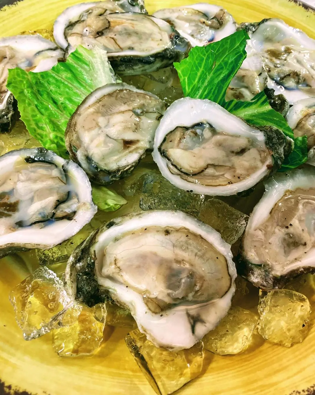 image shows a plate of raw oysters on ice